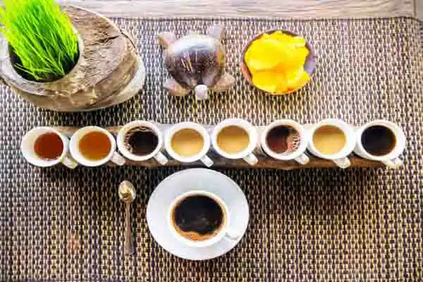 coffee plantation